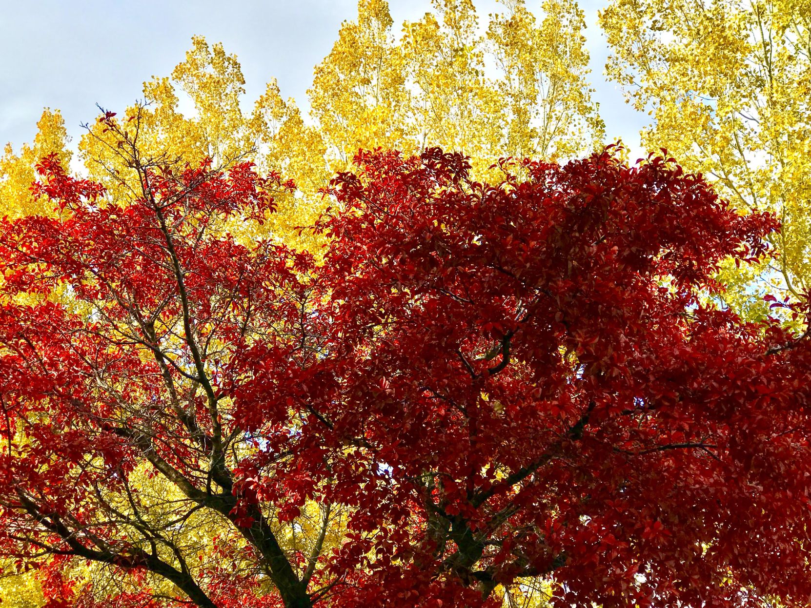 fall leaves
